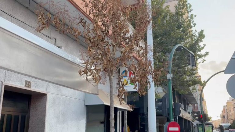 El PSOE denuncia que muchos de los nuevos árboles plantados en Elche están “totalmente secos”