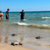 Una tortuga desovó en 2025 en Los Arenales del Sol y cuatro de aquellos ejemplares han sido soltados en El Carabassí