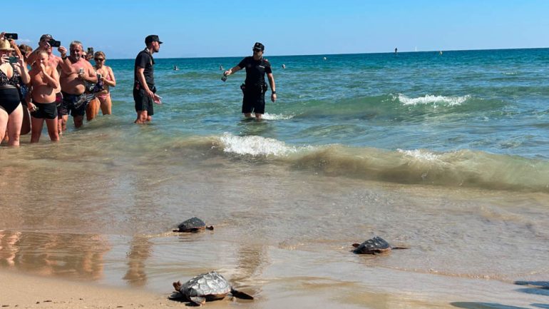 Una tortuga desovó en 2025 en Los Arenales del Sol y cuatro de aquellos ejemplares han sido soltados en El Carabassí