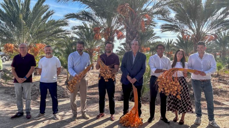 Se reduce la producción del dátil por las condiciones meteorológicas y la sensibilidad a los hongos